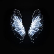 Обложка Whales – Believe
