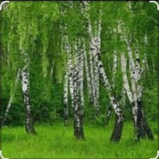 Обложка Дмитрий Романов & Инна Улановская – Родные края
